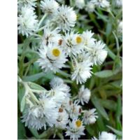 Immortelle de l'Himalaya, Bouton d'argent 'Sommerchnee' Godet de 8/9 cm