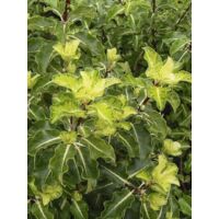 Pittosporum à petites feuilles 'Abbotsbury Gold' Pot de 2L/3L