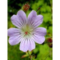 Géranium vivace 'Chantilly' Godet de 8/9 cm