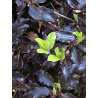 Pittosporum à petites feuilles 'Tom thumb' Pot de 2L/3L