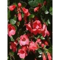 Escallonia 'C.F. Ball' Pot de 7,5L/10L