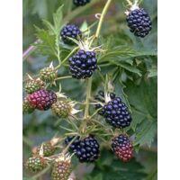 Mûrier 'Oregon Thornless' Pot de 1,5L/2L