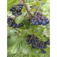 Aronie 'Aron' Pot de 2L/3L