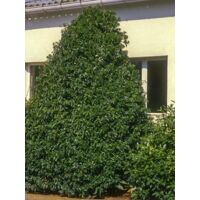 Laurier du Portugal 'Myrtifolia' Pot de 12L/15L, Demi-Tige