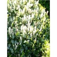 Laurier-Cerise, Laurier palme 'Mano' Pot de 3L/4L