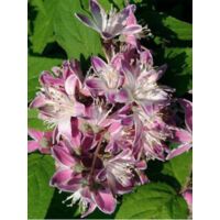 Deutzia 'Strawberry Fields' Pot de 2L/3L