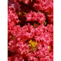 Lilas des Indes 'Grand Cru' Pot de 3L/4L