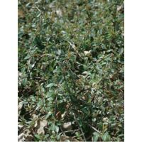 Cotonéaster de Dammer 'Eichholz' Godet de 8/9 cm