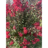 Lilas des Indes 'Dynamite' Pot de 3L/4L, Touffe