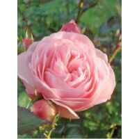 Rosier arbuste 'Maria Theresia' Pot de 4L/5L