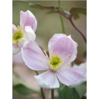 Clématite des montagnes 'Pink Perfection' Pot de 1,5L/2L