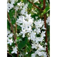 Deutzia gracilis Pot de 2L/3L