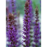 Sauge nemorosa 'Blaukönigin' Godet de 8/9 cm