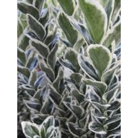 Fusain du Japon 'White Spire' Pot de 2L/3L