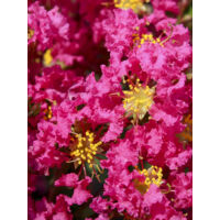 Lilas des Indes 'Bergerac' Pot de 3L/4L, Touffe