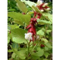 Leycesteria formosa 'Golden Lanterns' Pot de 2L/3L