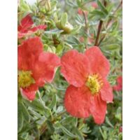 Potentille arbustive 'Marion Red Robin' Pot de 1L/1,5L