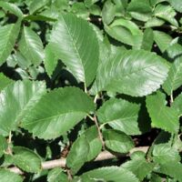Ulmus minor - Orme champêtre Pot de 7,5L/10L