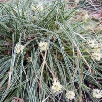 Carex conica Snowline - Laîche de Corée Pot de 2L/3L