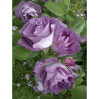 Rosier à fleurs groupées 'Pacific Dream' Pot de 4L/5L
