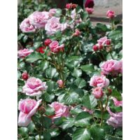 Rosier grimpant 'Aloha' Pot de 4L/5L