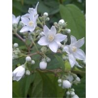 Deutzia 'Corymbiflora' Pot de 7,5L/10L