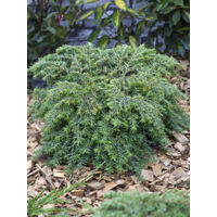 Tsuga du canada 'Nana' Pot de 3L/4L