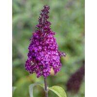 Arbre aux papillons 'Funky Fuchsia' Pot de 2L/3L
