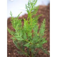 Cyprès de Leyland 'Oger' Godet de 8/9 cm