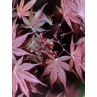 Érable du Japon 'Atropurpureum' Pot de 10 cm/11cm
