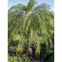 Dattier du Mékong Pot de 7,5L/10L