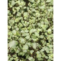 Pittosporum à petites feuilles 'Green Elf' Pot de 4L/5L