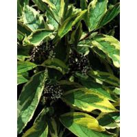 Cornouiller blanc 'Spaethii' Pot de 4L/5L