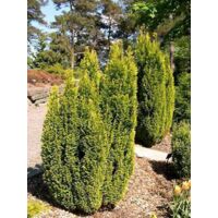 Cyprès de Lawson 'Elwood's Gold' Pot de 2L/3L