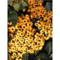 Buisson ardent 'Saphyr Jaune® 'cadaune' ' Pot de 2L/3L