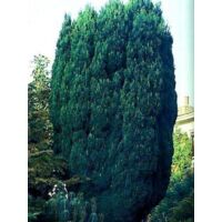 Cyprès de Lawson 'Elwoodii' Pot de 2L/3L
