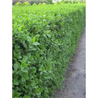 Troène de Californie 'Green Diamond' Pot de 2L/3L