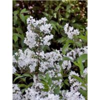 Deutzia x rosea 'Campanulata' Pot de 2L/3L