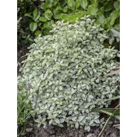 Pittosporum à petites feuilles 'Silver Ball' Pot de 7,5L/10L, Boule 30/40