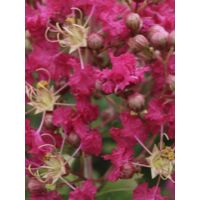 Lilas des Indes 'Margaux' Pot de 3L/4L