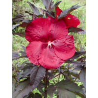 Hibiscus des marais 'Geant Red' Pot de 3L/4L