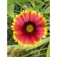 Gaillarde vivace 'Kobold' Pot de 2L/3L