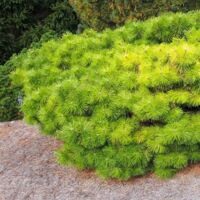 Pin rouge du Japon - Pinus densiflora Jane Kluis Pot de 7,5L/10L