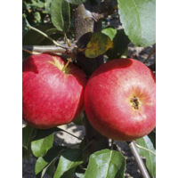 Pommier 'Garden Sun Red' Pot de 6L/7L, Nain, Tige de 40 cm