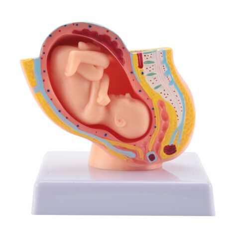 Human Pregnancy Fetal Development 9Th Month Embryonic Pelvic Model ...