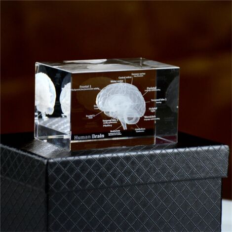 Crystal 3D Brain Anatomical Model Cube Human Art Organ Paperweight ...