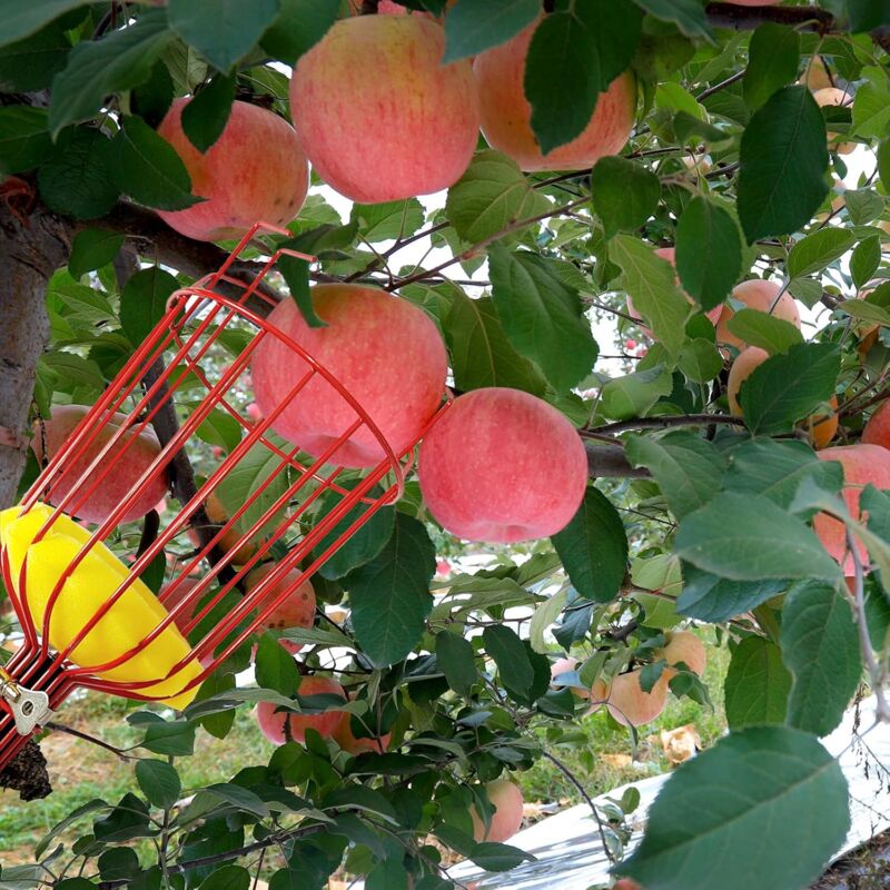 Cueille-Fruits Télescopique En Acier Inoxydable - Longueur Réglable Jusqu'à 160 Cm - Pour Verger Et Jardin