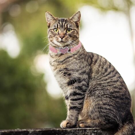 CCYKXA (Pink) Heart Shape Cat Collar with Bell, Adjustable Kitten Collars with Safety Belt Rhinestone Pet Collar for Small Cat Dog