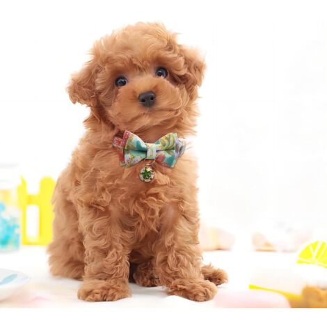 CCYKXA (Green)Puppy Collar Pet Collar Dog Collar Cat Collar Adjustable Puppy Collar Cute and Comfortable Puppy Collar with Beautiful Bow Small Bell