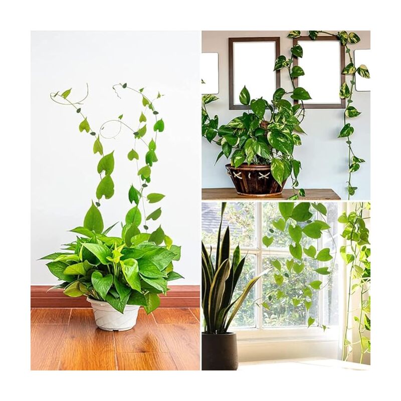 Tuteur Plante Grimpante 120 Piu00e8ces Clips Plantes Fixation De Plantes, Accroche Plante Grimpante Tuteurs Pour Plantes